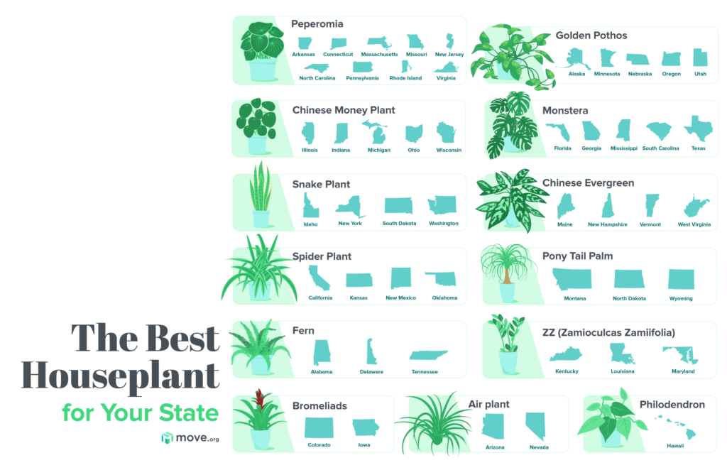 best houseplants in each state